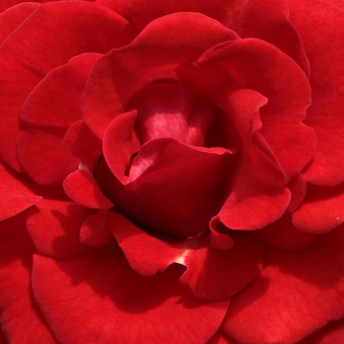 Róże sprzedaż internetowa - Czerwony  - róże rabatowe floribunda - róża z dyskretnym zapachem - Rosa  Hansestadt Lübeck® - Reimer Kordes - Bogate kwiaty grupowe, na jednej łodydze znajduje się nawet 10-15 kwiatów.